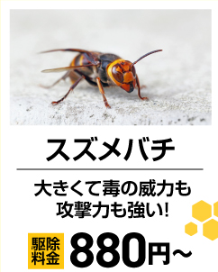 スズメバチ！大きくて毒の威力も攻撃力も強い！