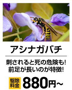 アシナガバチ！刺されると死の危険も！前足が長いのが特徴