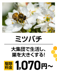 ミツバチ！大集団で生活し、巣を大きくする！
