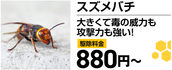 スズメバチ！大きくて毒の威力も攻撃力も強い！