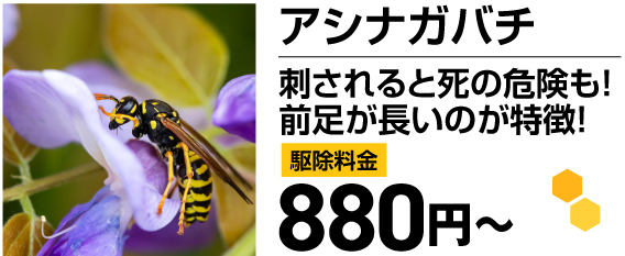 アシナガバチ！刺されると死の危険も！前足が長いのが特徴