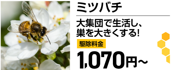 ミツバチ！大集団で生活し、巣を大きくする！