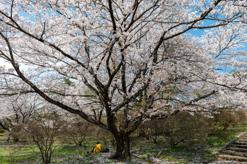 春の長峰公園でお花見｜桜に包まれた最高の休日