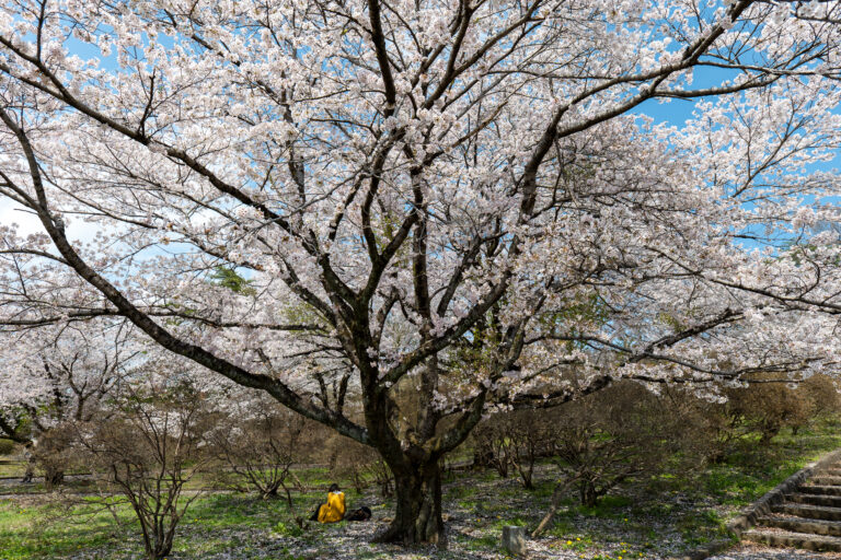 春の長峰公園でお花見｜桜に包まれた最高の休日