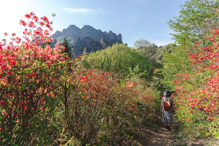 桜の谷を歩いて｜妙義山のふもとで春の一日
