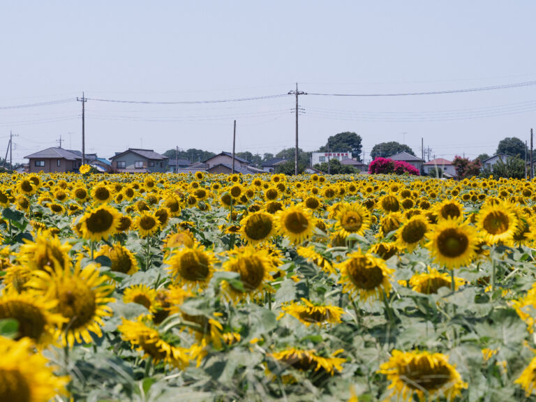 シャッターボタンを連打した夏の午後